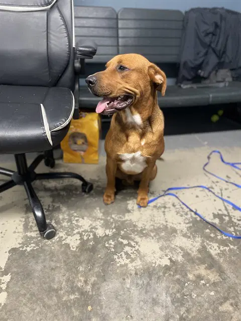 Nobu - Labrador Retriever