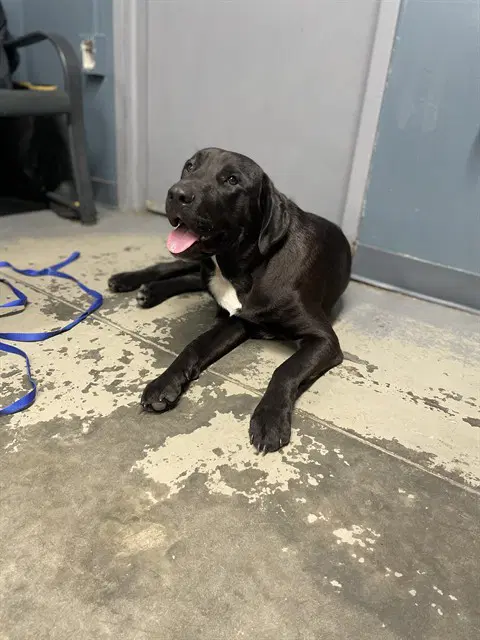 Miso - Labrador Retriever