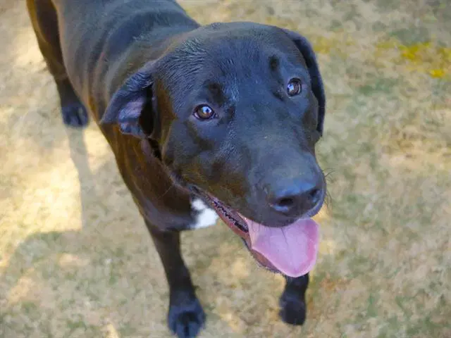 Miso - Labrador Retriever