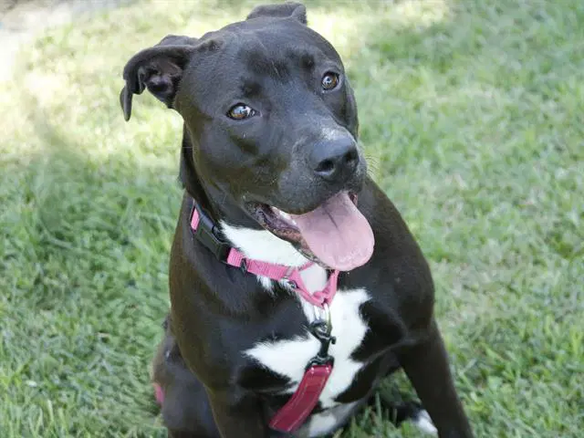Kira - American Pit Bull Terrier