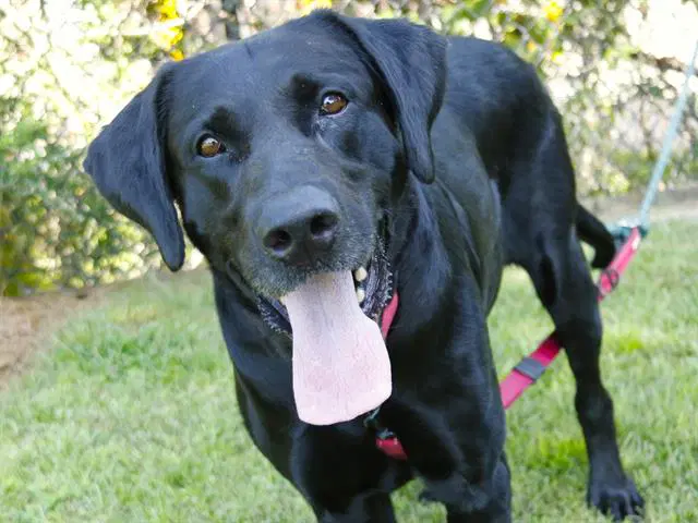 Duke - Labrador Retriever
