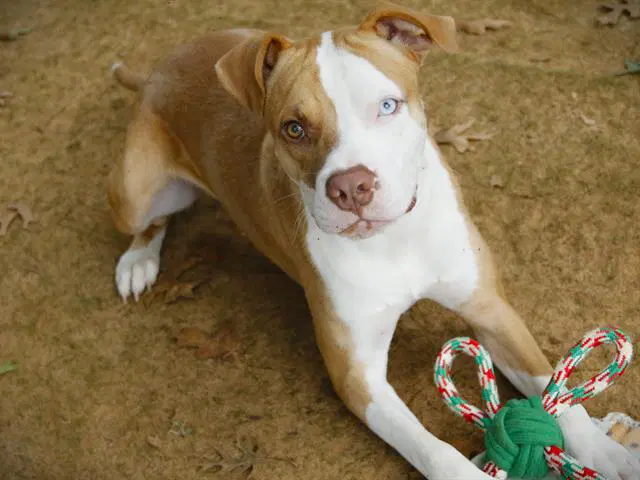 Dipper - Catahoula Leopard Dog