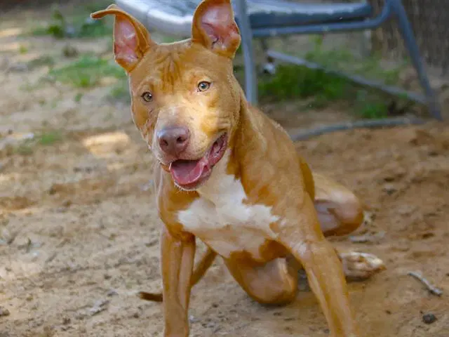 Koda - Staffordshire Bull Terrier