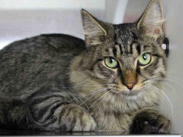 Stevie - Domestic Medium Hair