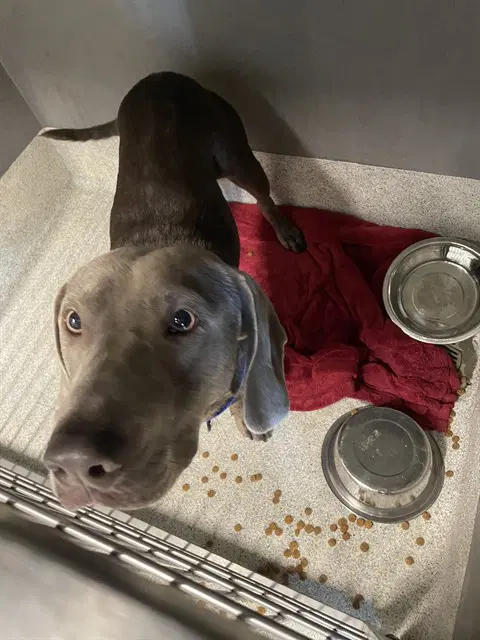 Gary - Weimaraner