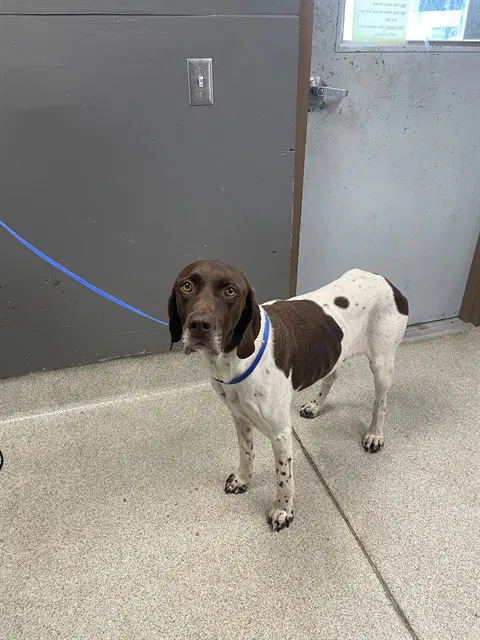 Odin - German Shorthaired Pointer