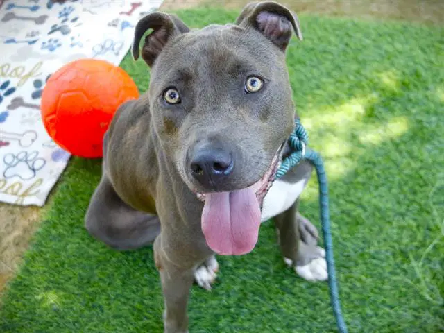 Buddy - American Staffordshire Terrier
