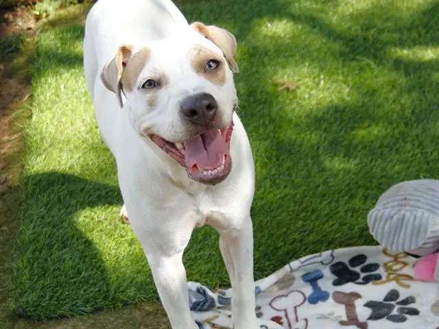 Tenya - American Pit Bull Terrier