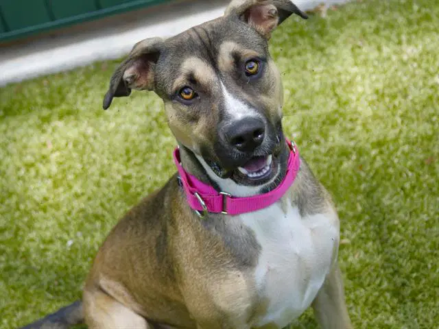 Blue - American Pit Bull Terrier