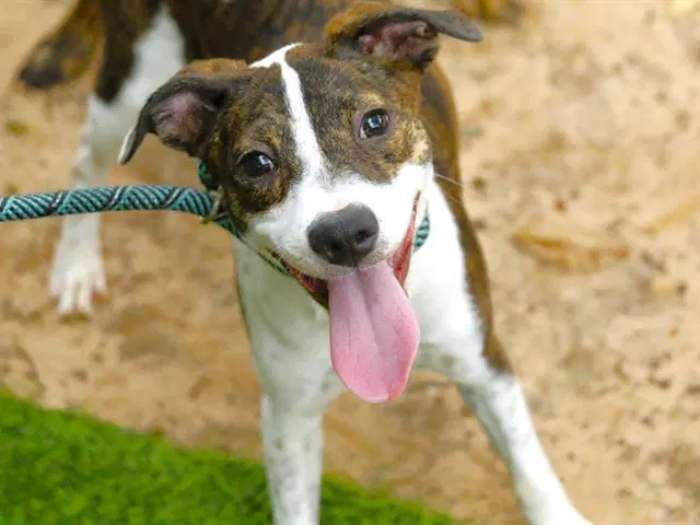 Zuma - Plott Hound