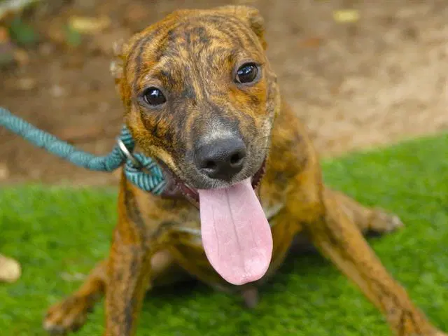 Marshall - Plott Hound