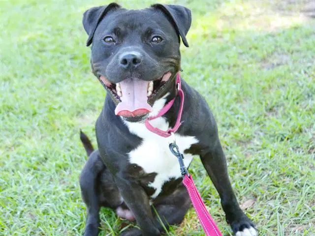 Dyce - American Staffordshire Terrier
