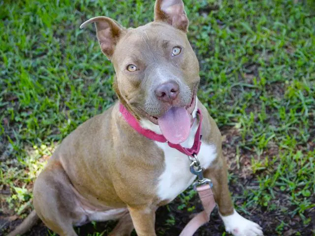 Alana - Catahoula Leopard Dog