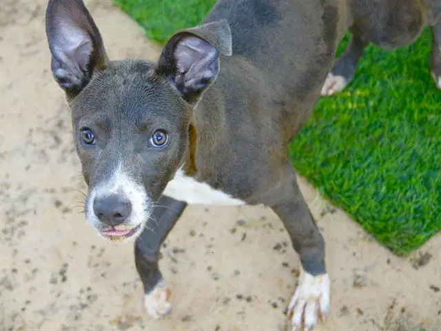 Grape - Blue Lacy