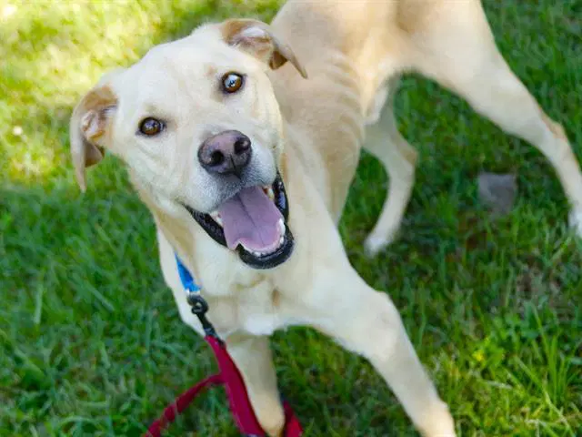 Leroy - Labrador Retriever