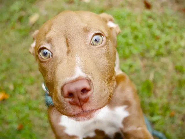 Choppa - American Staffordshire Terrier