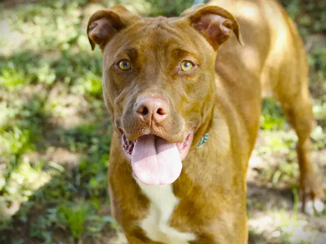 Mocha - Labrador Retriever