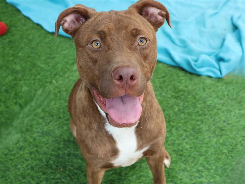 MOCHA, a dog for adoption from Tallahassee-Leon Community Animal Service Center
