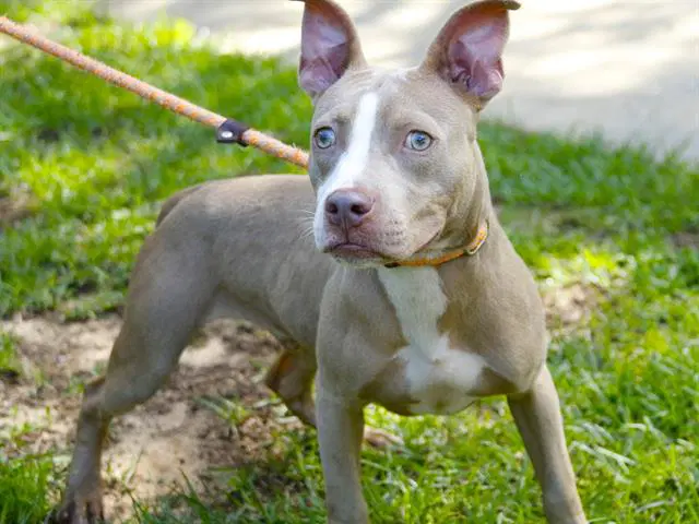 Trooper - American Staffordshire Terrier