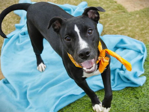 picture of the dog needing adoption