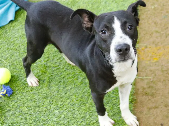 Stanley - American Staffordshire Terrier