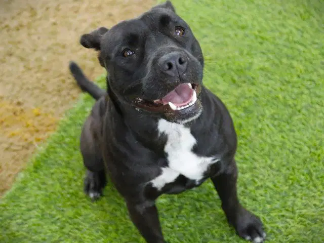 Minnie - American Staffordshire Terrier