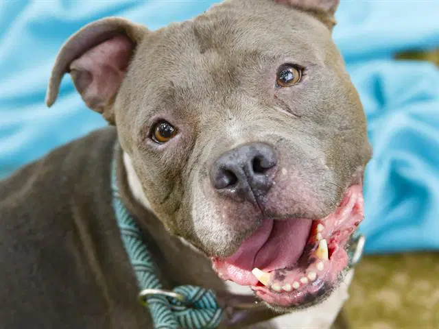 Charlotte - American Staffordshire Terrier
