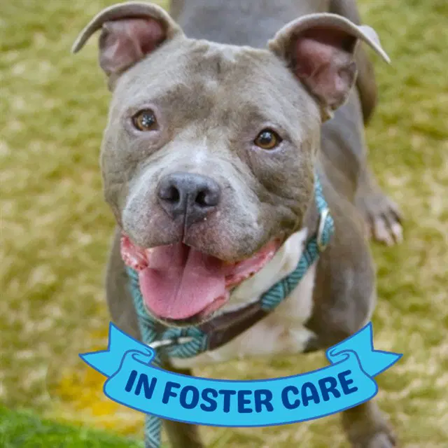 Charlotte - American Staffordshire Terrier