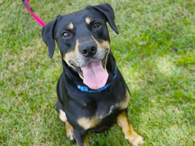 Kenney - Black and Tan Coonhound