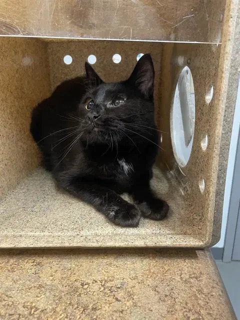 Foxtrot - Domestic Short Hair