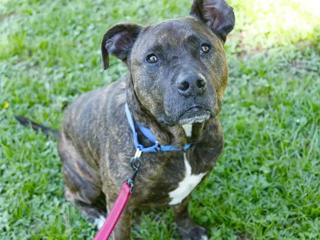 Jazz - American Pit Bull Terrier