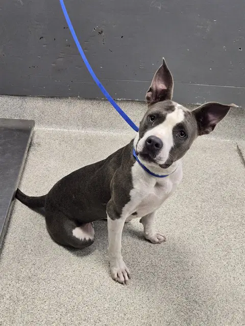 Jessie - American Staffordshire Terrier
