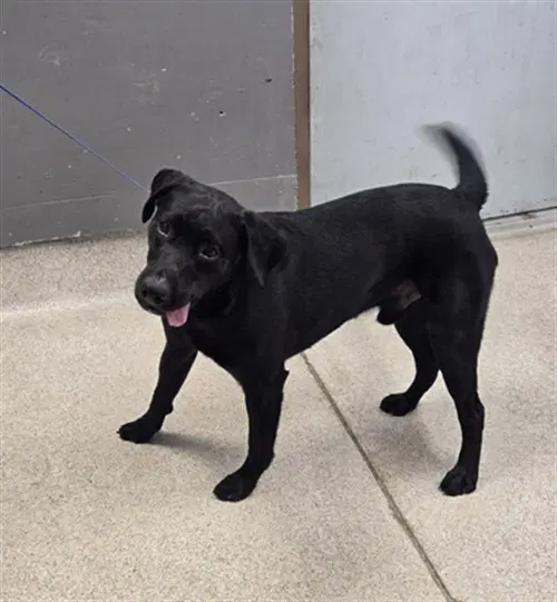 Diesel - Labrador Retriever