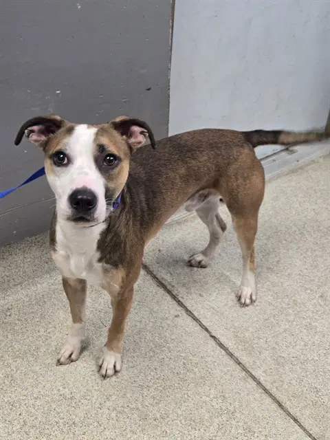 Duke - American Staffordshire Terrier