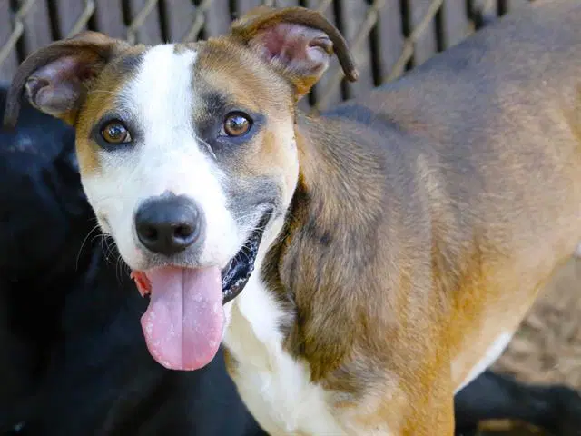 Duke - American Staffordshire Terrier