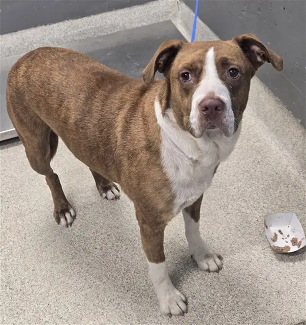 Diesel - American Pit Bull Terrier