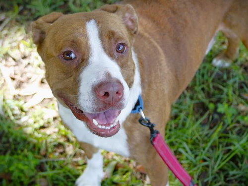 picture of the dog needing adoption