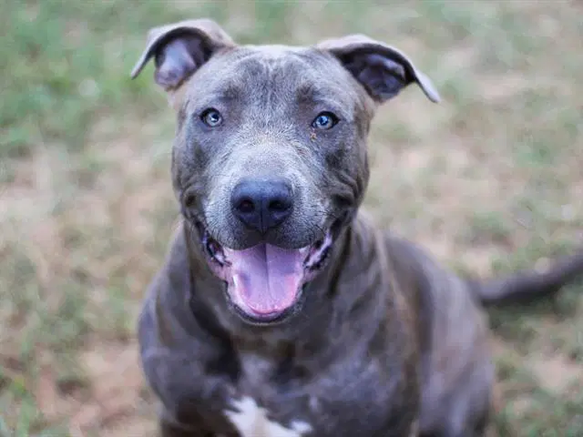 Waffle - Blue Lacy