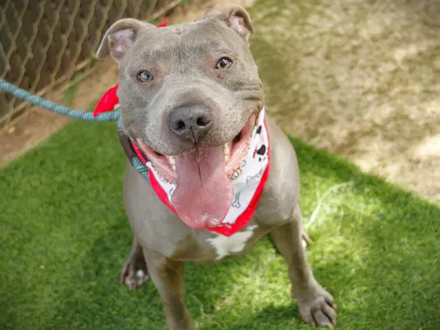 Waffle - Blue Lacy
