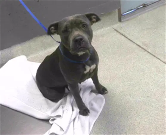 Betty - American Pit Bull Terrier