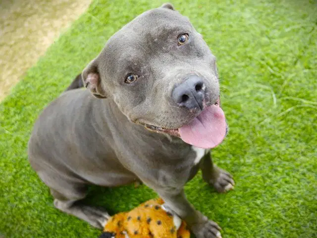 Betty - American Pit Bull Terrier