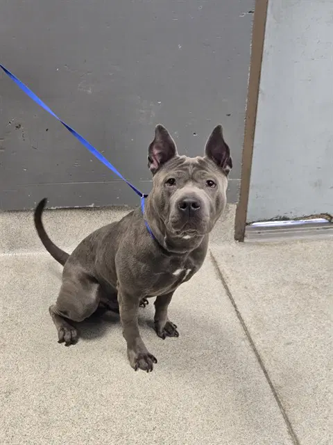 Aries - American Staffordshire Terrier