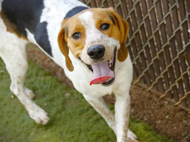 Rocky Stewart - Treeing Walker Coonhound