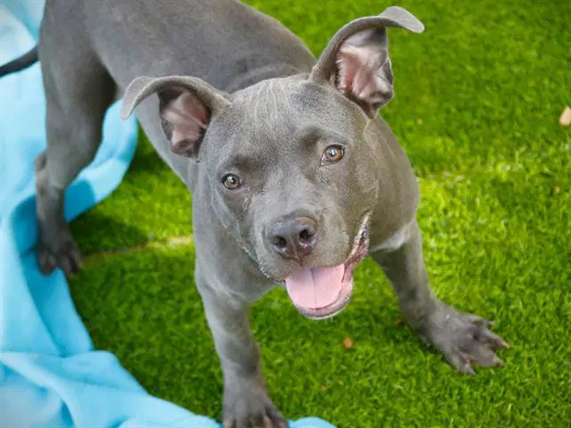 Timmy - American Pit Bull Terrier