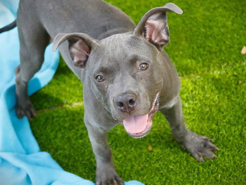 picture of the dog needing adoption