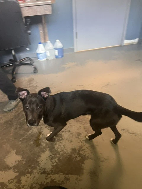 Pepper