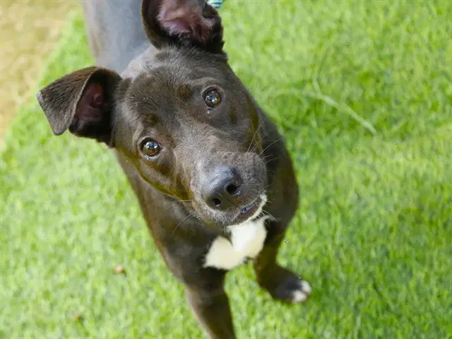 Pepper - American Staffordshire Terrier