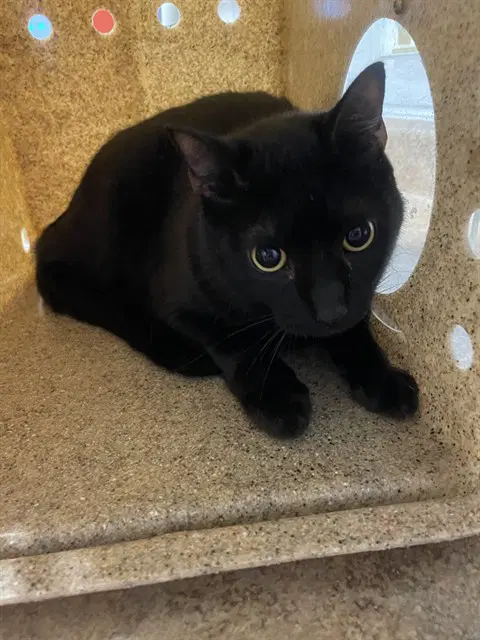 Bruce - Domestic Short Hair