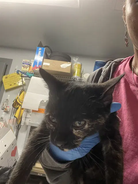 Alice - Domestic Short Hair