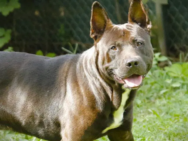Artis - German Shepherd Dog